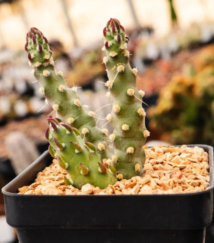 Austrocylindropuntia Verschaffeltii Cactus Succulent Plant - 2 Inch Drought-Tolerant Houseplant for Garden Decor