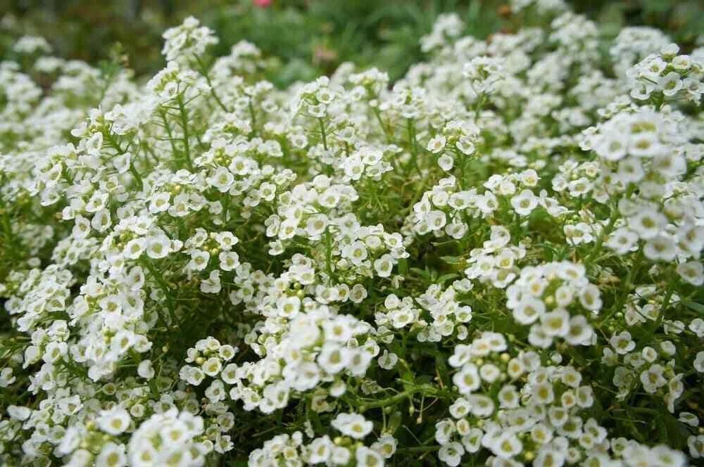 Sweet Alyssum Flower Seeds 2000+ Lobularia maritima Annual White Fragrant Garden Seeds