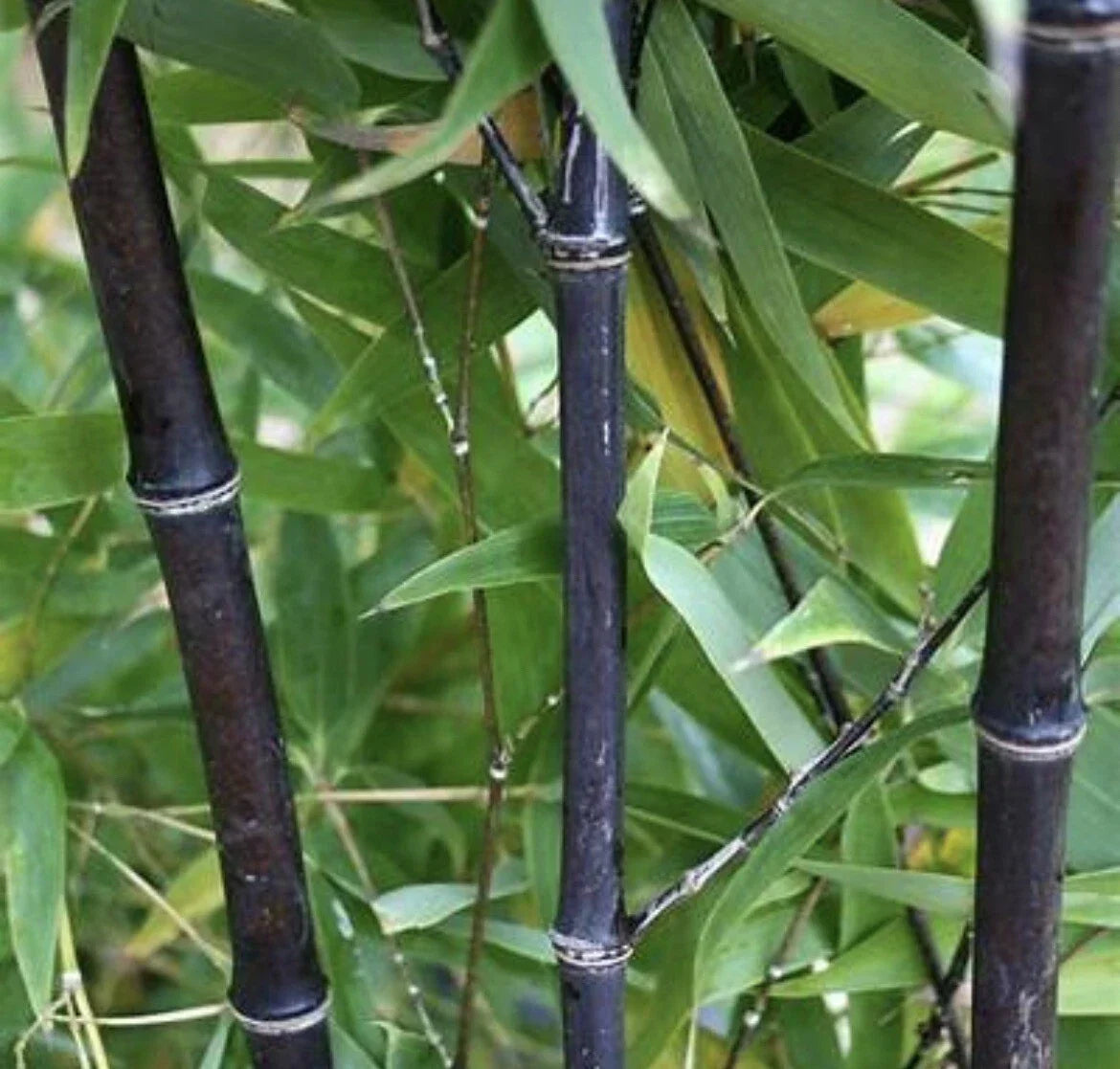 Black Timber Bamboo Live Root Rhizome Plant – Phyllostachys Nigra, Hardy Clumping Bamboo for Landscaping & Privacy Screens
