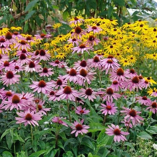 Purple Coneflower Seeds - 50 Perennial Echinacea purpurea for Garden Borders, Wildflower & Pollinator Gardens