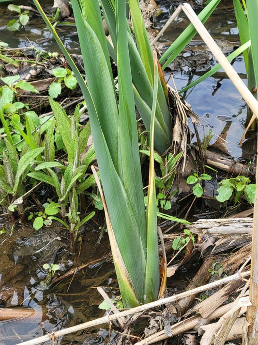 Live Cattail Plants for Ponds and Bogs – 18-20 Inch Typha spp. with Roots, Freshly Harvested Aquatic Plants
