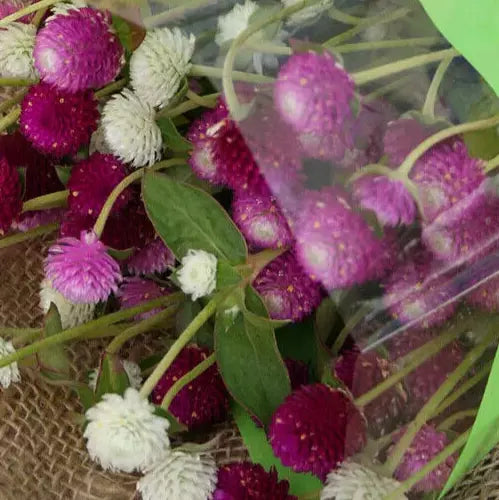 Gomphrena Seeds - Audray Mix - Vibrant Multicolor Annual Flower Seeds - Gomphrena globosa - 25 Pack