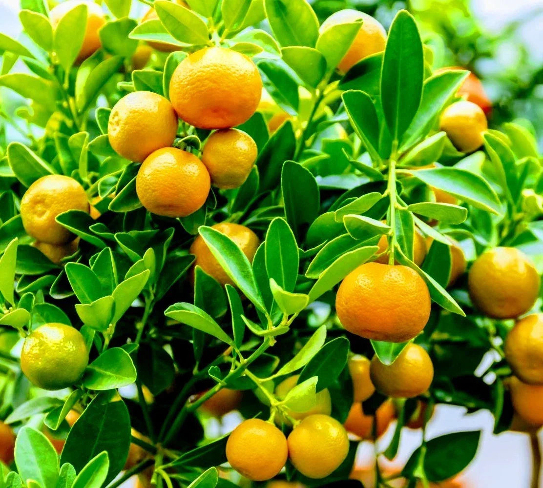Calamondin Orange Tree - Fruit-Ready Citrus reticulata x microcarpa - Compact Citrus for Home Garden and Patio