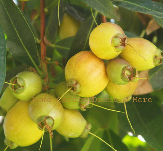 Golden Rose Apple Seedling Plant - Syzygium Jambos Tropical Fruit Tree - Rooted Tree for Garden or Patio