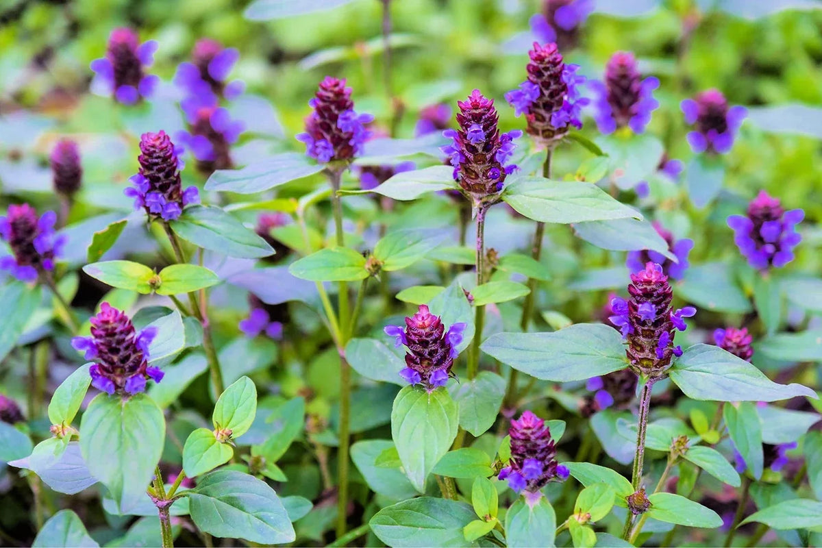 Heal All Plant Seeds (50 Seeds) - Prunella Vulgaris - Medicinal Herb, Edible Flower, Ground Cover, Purple Blooms