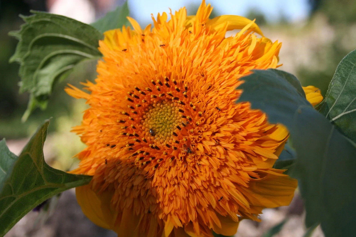 Double Quick Orange Sunflower Seeds - 50 Pack, Helianthus annuus, Bright Orange Blooms, Fast-Growing Annual for Gardens & Containers