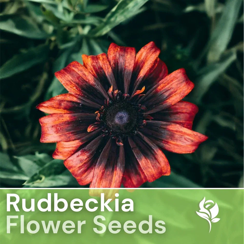 Sunset Black Rudbeckia Seeds - 125+ Annual Flower Seeds for Garden, Rudbeckia hirta, Black-eyed Susan, Vibrant Dark Yellow Blooms