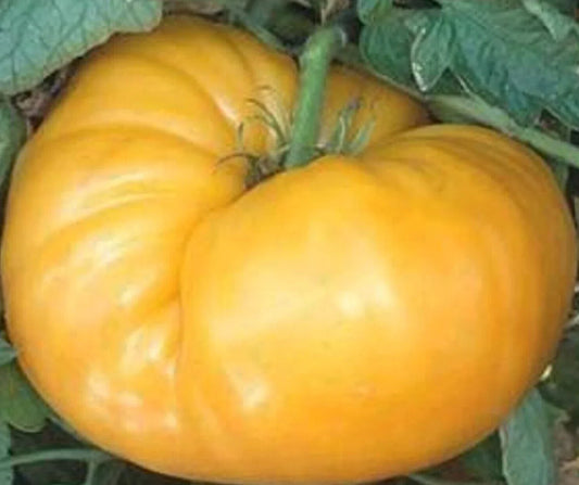 Kentucky Beefsteak Tomato Seeds – Indeterminate Yellow-Orange Heirloom Solanum lycopersicum, 100+ Non-GMO Garden Seeds