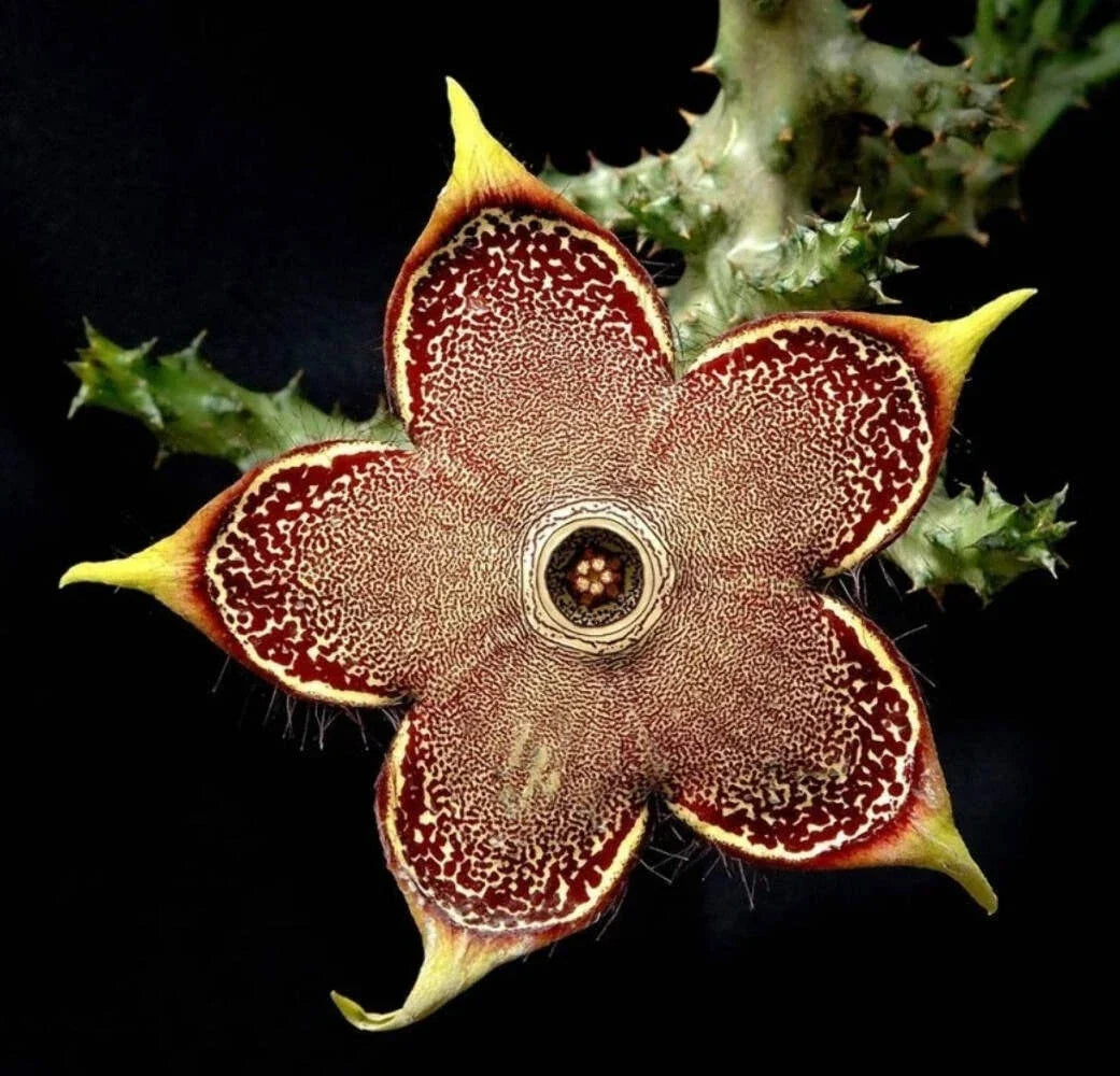 Edithcolea Grandis 3.5-Inch Potted Plant - Persian Carpet Flower - Unique Houseplant for Indoor & Outdoor Decor