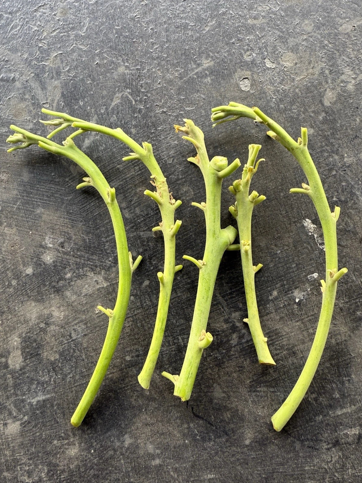 Lamb Hass Avocado Cuttings, 4 Scions for Grafting, Persea americana, Fruit Tree Propagation, Home Garden Planting