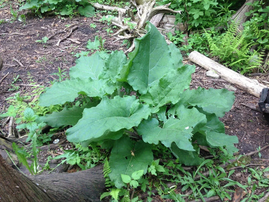 Organic Burdock Plants 5 Established Arctium lappa Perennial Herb for Culinary & Medicinal Use
