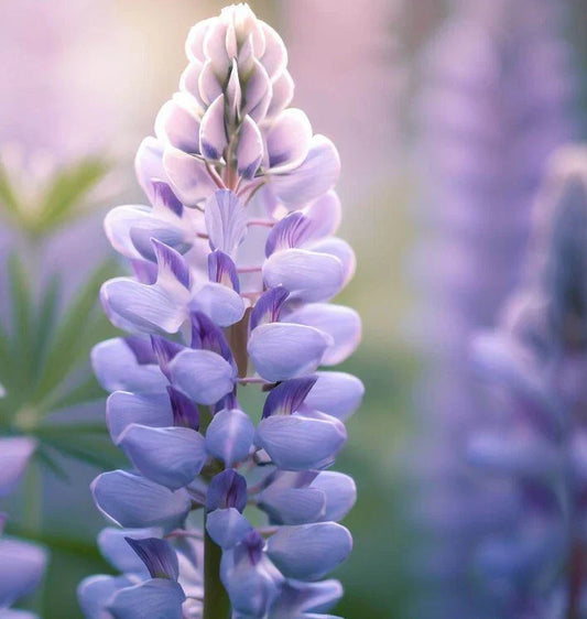 Lupine Seeds - Perennial Flower Seeds - Vibrant Colors - Lupinus perennis - Native Pollinator Attracting Garden Seeds