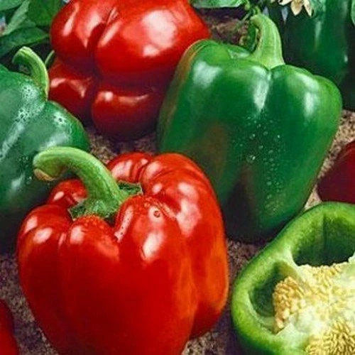 California Wonder Bell Pepper Seeds | Heirloom Non-GMO Capsicum annuum | Vegetable Seeds for Home Garden, Container, and Raised Bed Cultivation