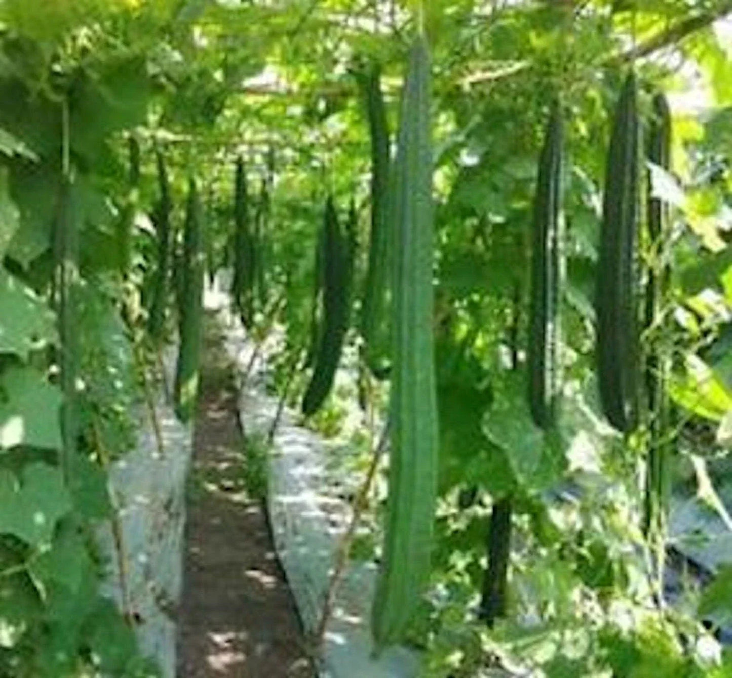 Angled Luffa Seeds, Non-GMO Sponge Gourd Seeds, Luffa acutangula, Climbing Vine, Pack of 50