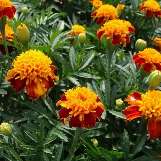 French Marigold Seeds - Orange Flame Double Dwarf Tagetes patula, Non-GMO, 200 Seeds for Container & Garden Planting