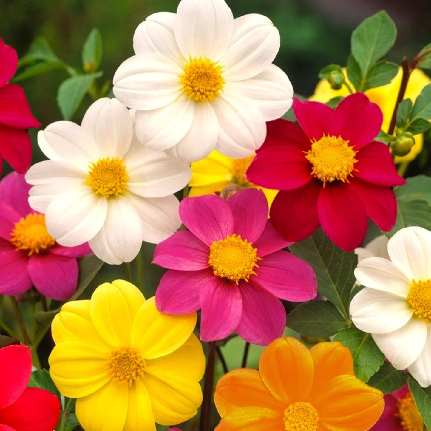 Dahlia Seeds - Mignon Mix Dwarf Single - Vibrant Colors - Dahlia variabilis for Garden, Container, Border Planting