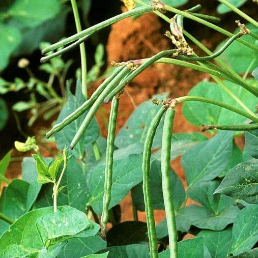 Texas Cream 40 Pea Seeds, Non-GMO Crowder Peas, Vigna unguiculata, Bush Type, 100 Seeds for Southern Garden Planting