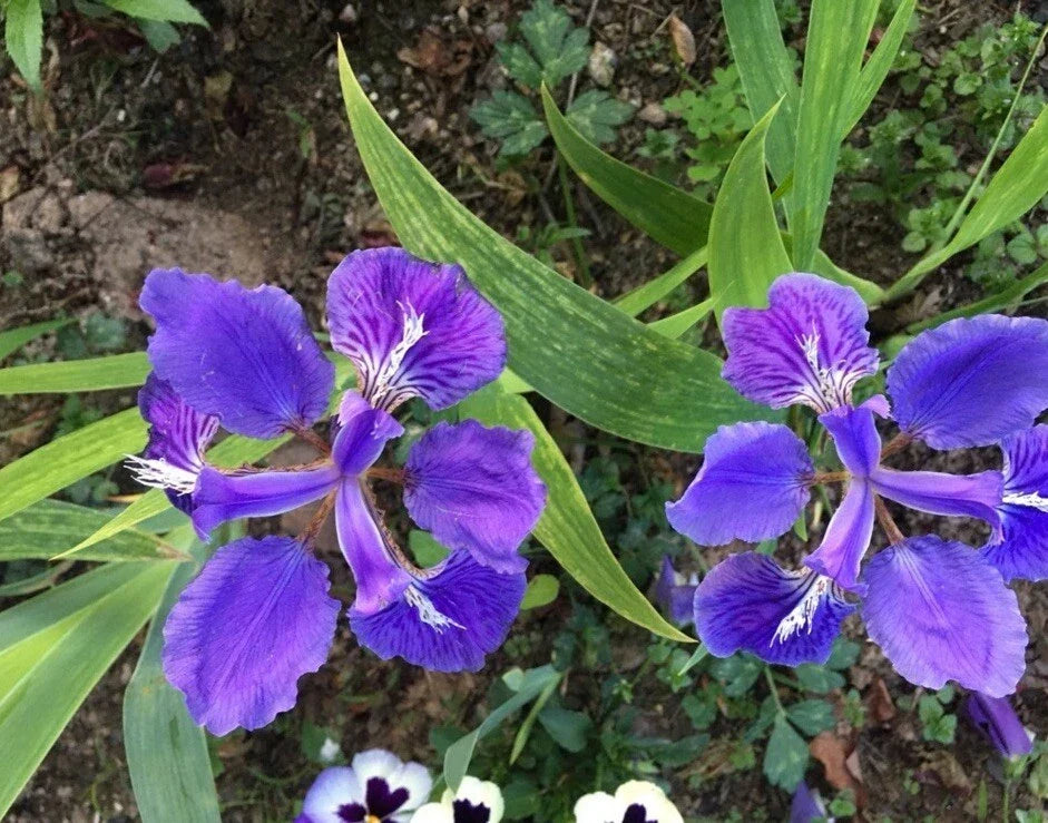 Purple Iris Tectorum Rhizomes – 5 Live Healthy Plants for Easy Garden Planting, Vibrant Purple Blooms, Iris Tectorum Scientific Name