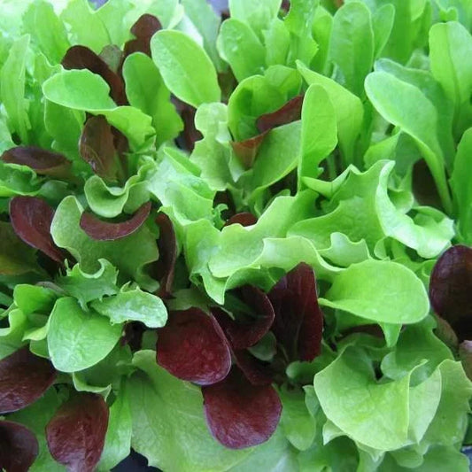 Mesclun Mix Lettuce Seeds - Non-GMO, Heirloom, Salad Greens, Lactuca sativa, Pack of 200 Seeds