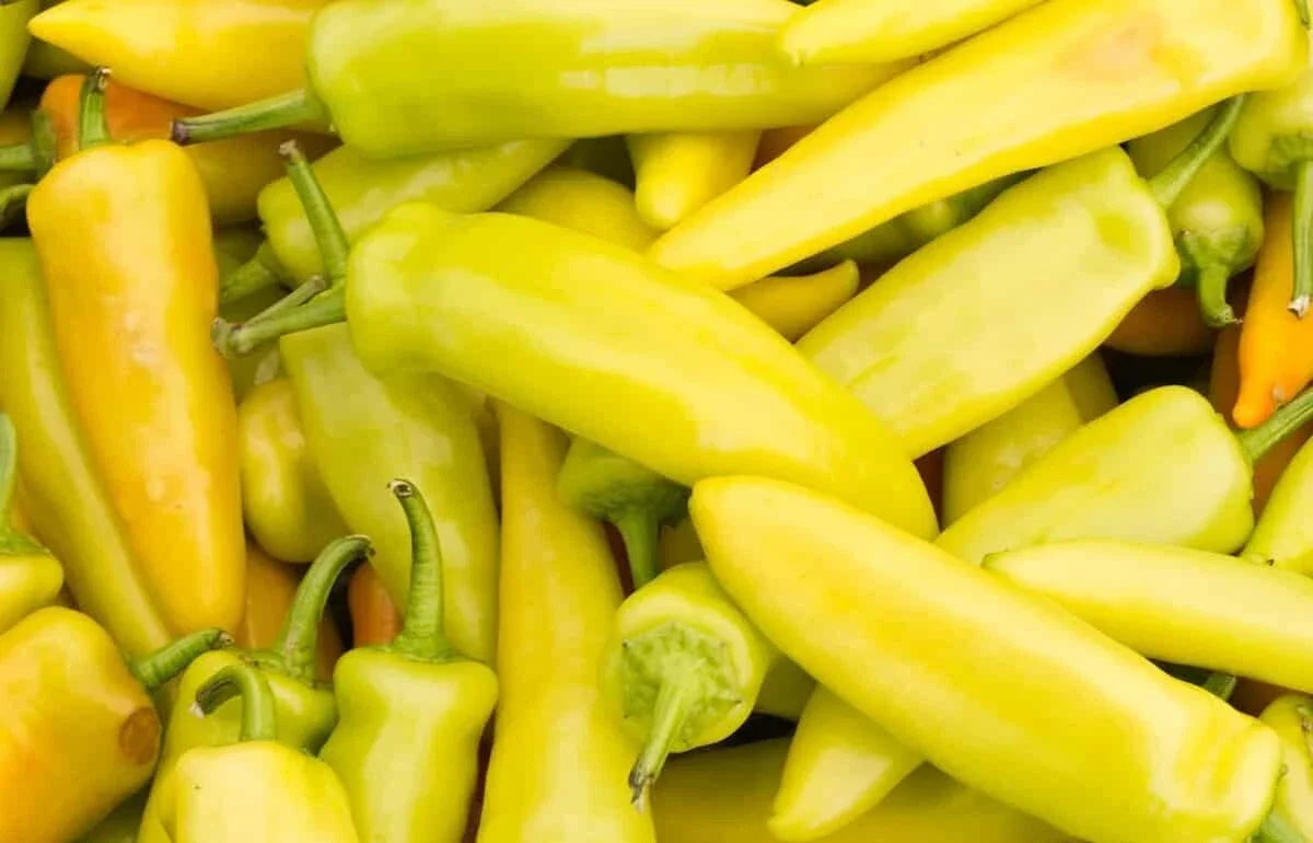 Yellow Hot Jalapeno Pepper Seeds - NON-GMO Caloro Variety, Capsicum annuum, Bright Yellow, Medium Heat, Bushy Plant, Free Shipping