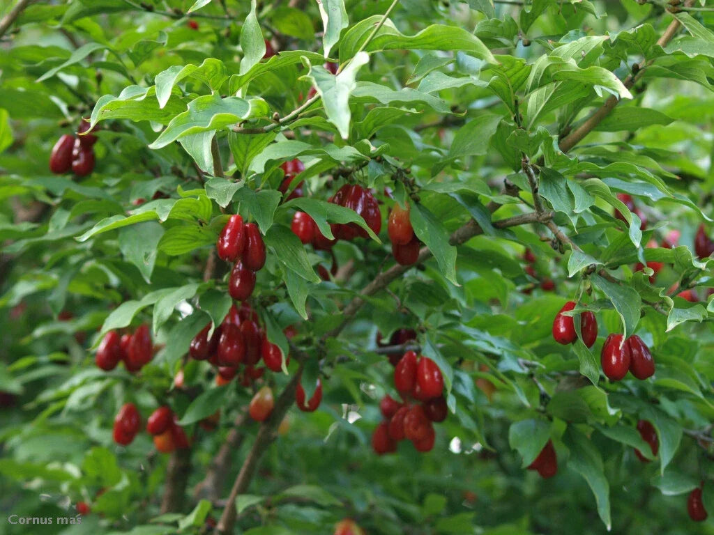 Cornelian Cherry Dogwood Tree Seeds Edible Hardy Showy Fruit Cornus mas Botanical Garden Plant