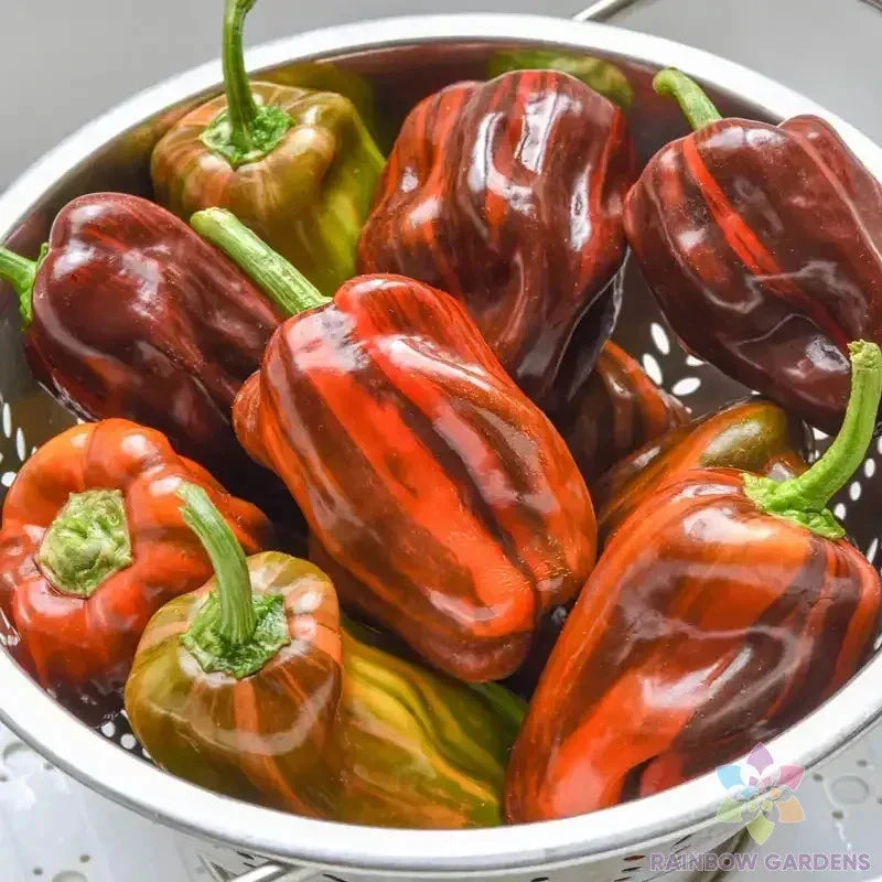 Candy Cane Chocolate Cherry Sweet Pepper Seeds – Capsicum annuum, 25+ Pack, Edible Vegetable, Full Sun, Compact Bushy Plants