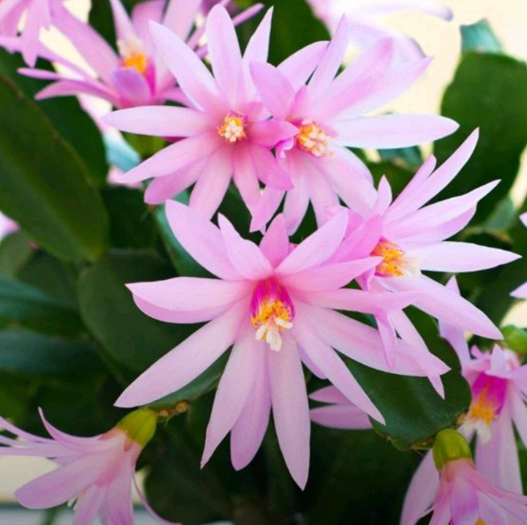 Pink Easter Cactus Cuttings - 3 Fresh Cuttings - Hatiora gaertneri - Ideal for Spring Planting & Propagation