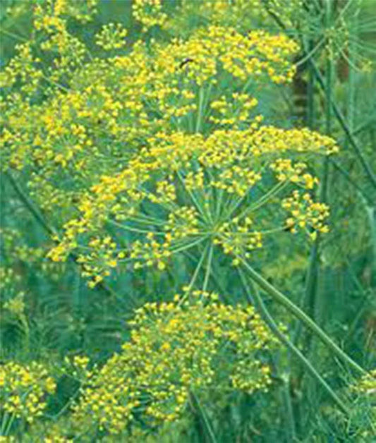 Mammoth Long Island Dill Seeds – Heirloom Non-GMO Anethum graveolens for Culinary Use, 500 Seeds