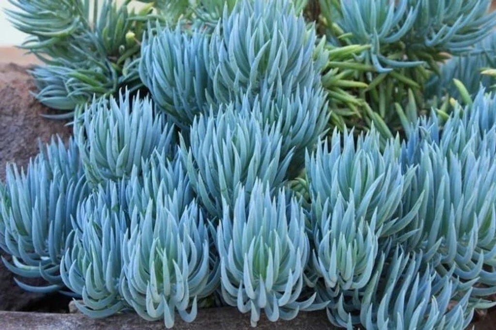 Blue Chalk Sticks Succulent Cutting - Senecio mandraliscae - Easy Care Indoor Plant - Vibrant Blue-Gray Foliage - Rare Live Plant