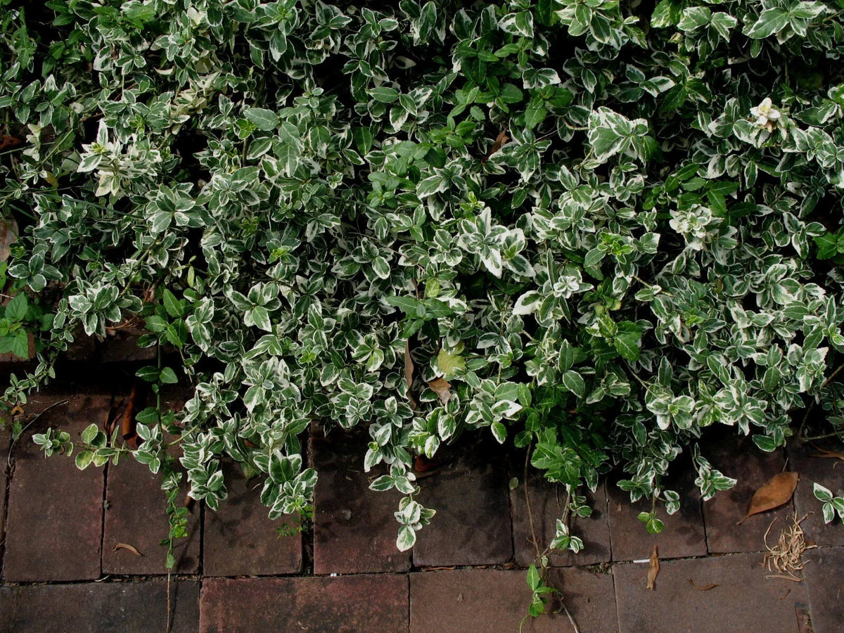 Winter Creeper Cuttings Set of 12, Blonde Variegated, Euonymus fortunei for Landscaping and Garden Projects