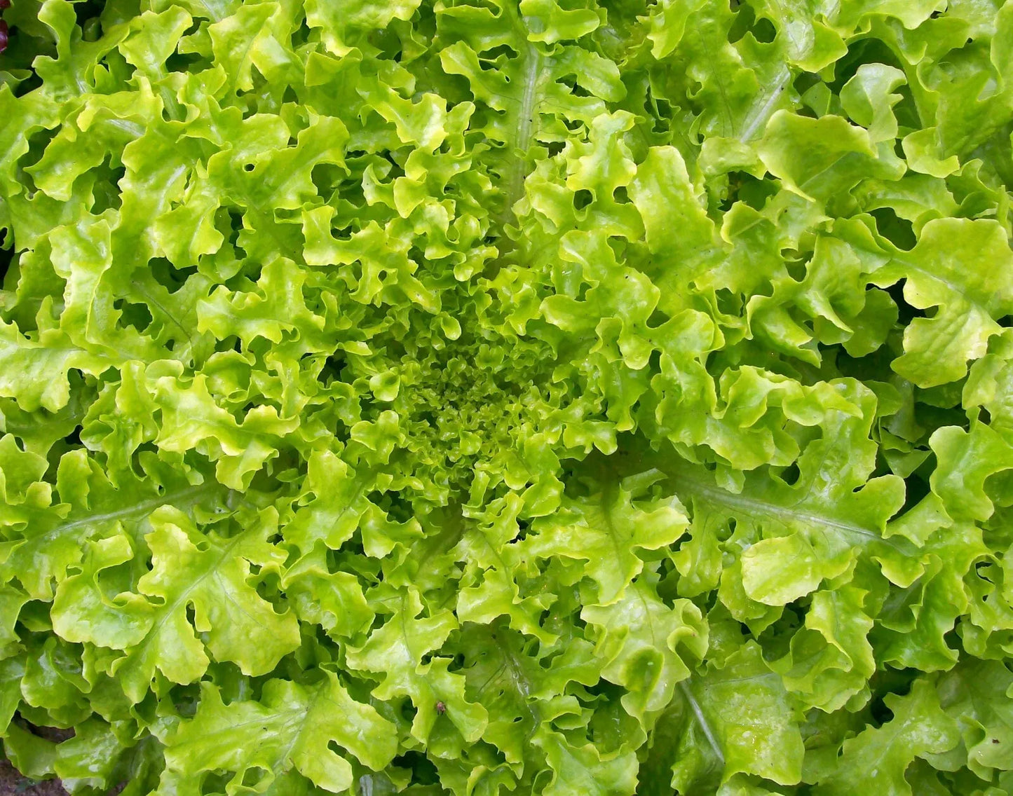 Salad Bowl Lettuce Seeds – 1200+ Non-GMO Heirloom Seeds for Home Gardening – Lactuca sativa, Leafy Greens, Container & Garden Bed Planting