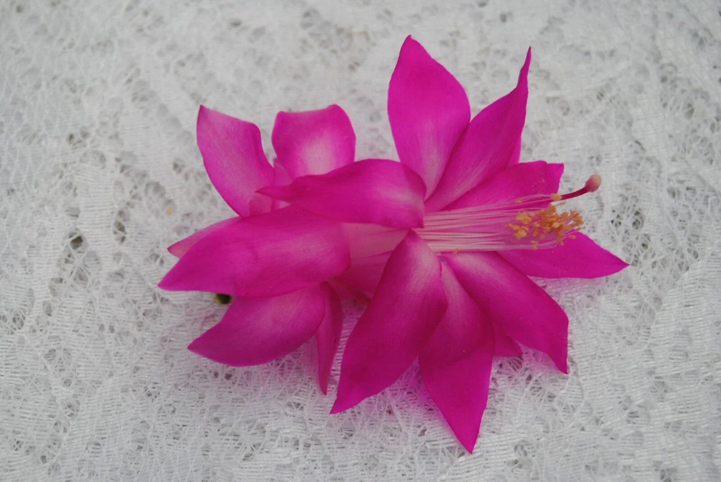 Christmas Cactus Starter Plant - Schlumbergera truncata - Indoor Houseplant with Vibrant Pink & Red Blooms