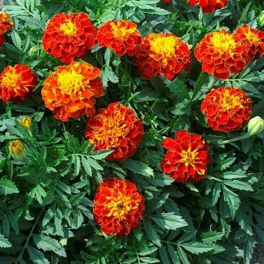 French Marigold Seeds - Panther Variety, Non-GMO, Dwarf Annual for Pollinator Gardens, Tagetes patula, 200 Seeds