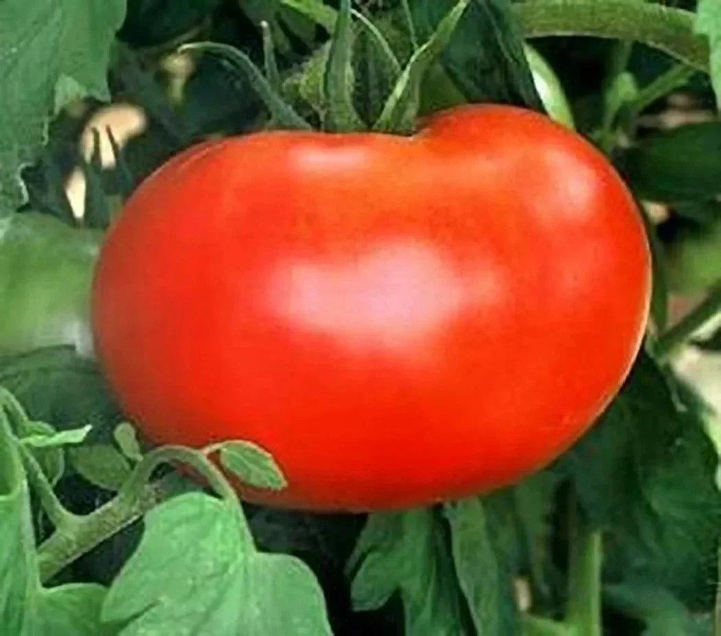 Burpee Big Boy Tomato Seeds - Organic Hybrid Non-GMO Pack of 30+ Solanum lycopersicum for Home Gardening