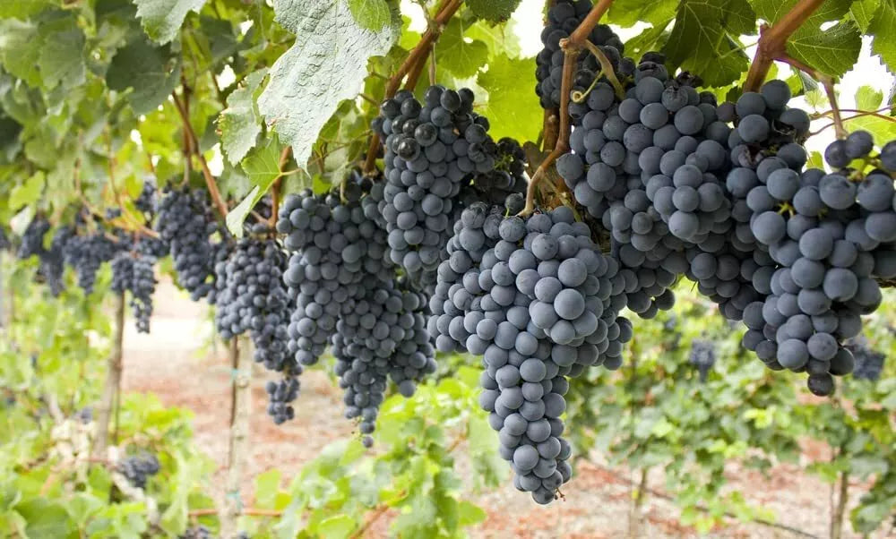 Wine Grape Vine Seeds - 50 Count - Vitis vinifera - Ideal for Planting - High Germination Rate - Perfect for Home Gardens