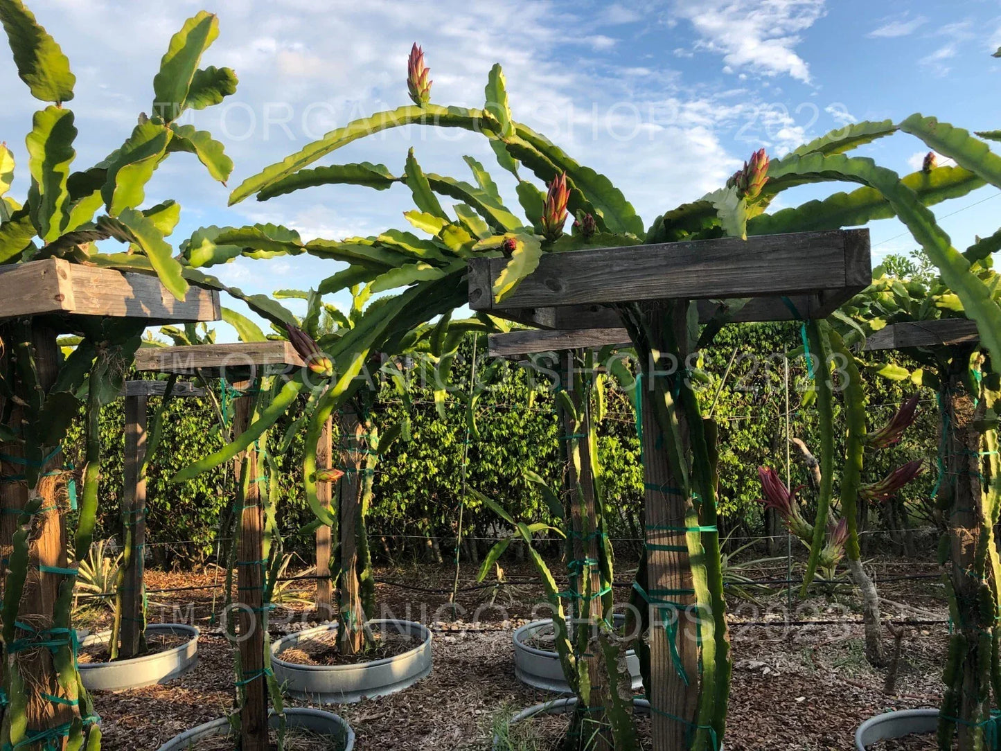 Dragon Fruit Cutting - Multiple Varieties - Hylocereus spp. - Tropical Edible Cactus Plant for Garden or Indoor Growing