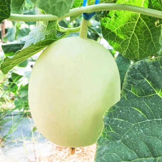 Honeydew Melon Seeds - Green Flesh Variety for 2025 Planting - Cucumis melo 'Honey Girl' - Vining, Non-GMO, Full Sun