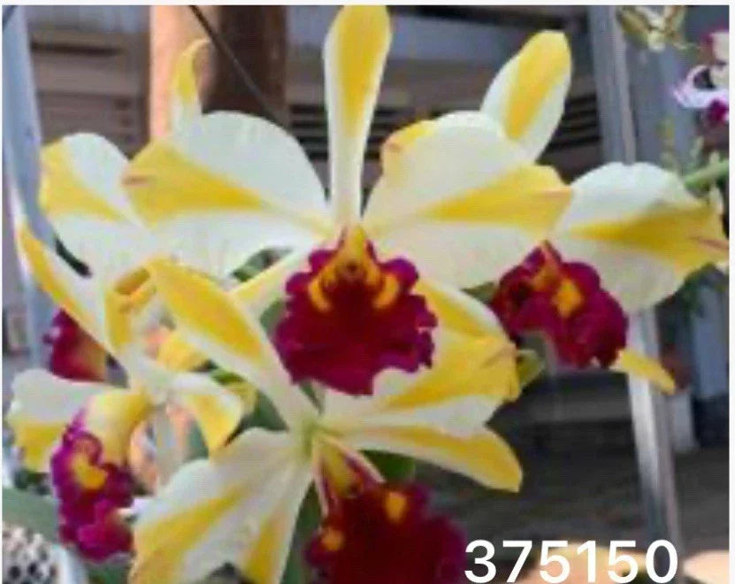 Cattleya Orchid Plant - Striped Yellow Variety - Rth. Fu Shu Glory ‘Happy Holidays’ - Fragrant, Easy Care Orchid