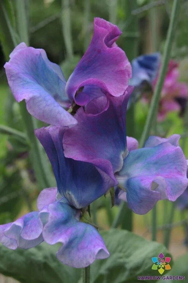 Blue Shift Sweet Pea Seeds Pack of 50+ | Lathyrus odoratus Climbing Vine for Garden, Fragrant Blue & Purple Blooms, USA Grown
