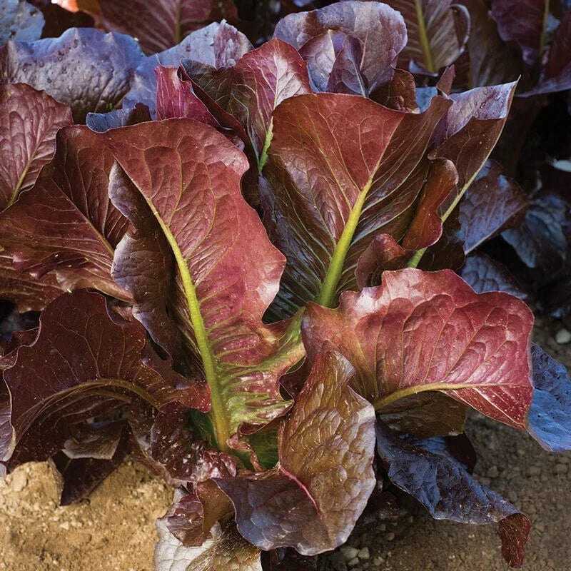 Red Romaine Lettuce Seeds Pack | Heirloom, Non-GMO, Organic Vegetable Seeds | Lactuca sativa