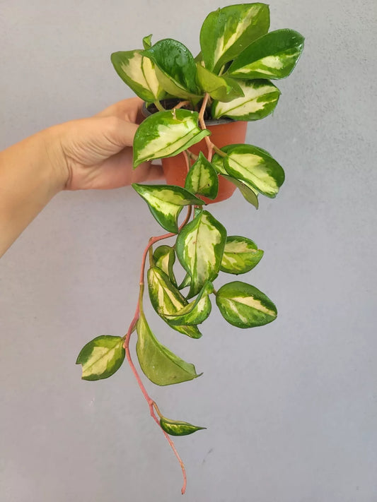 Hoya Plant 4-Inch Pot Krimson Princess Variegated Indoor Houseplant Hoya carnosa Easy Care Greenery