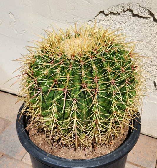 Live Barrel Cactus Plant | Echinocactus Grusonii x Ferocactus Gracilis Hybrid | Drought-Tolerant Succulent in 4-Inch Pot