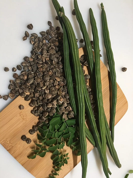 Organic Moringa Oleifera Seeds - Non-GMO Drumstick Malunggay Seeds for Home Garden & Culinary Use