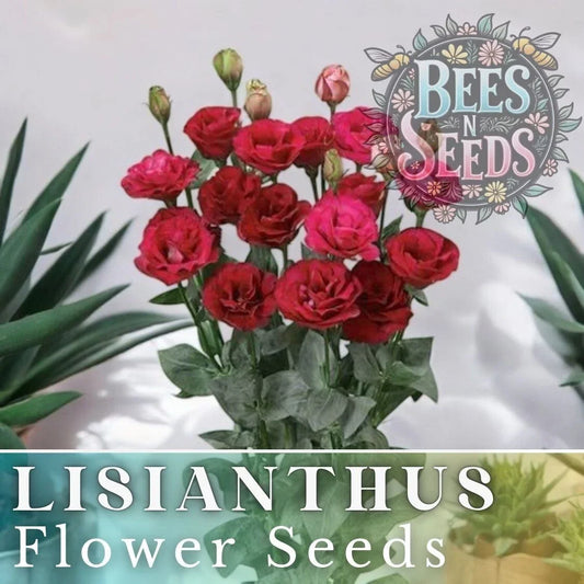 Lisianthus Seeds - Cherry Equinox Variety - Non-GMO Heirloom - Eustoma grandiflorum for Garden & Cut Flowers