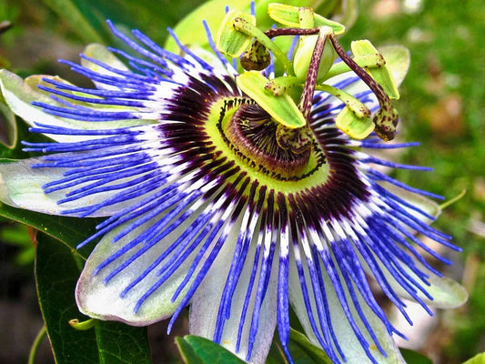 Hardy Blue Crown Passion Flower Starter Plant | Small Rooted Passiflora caerulea with Vibrant Blue Flowers