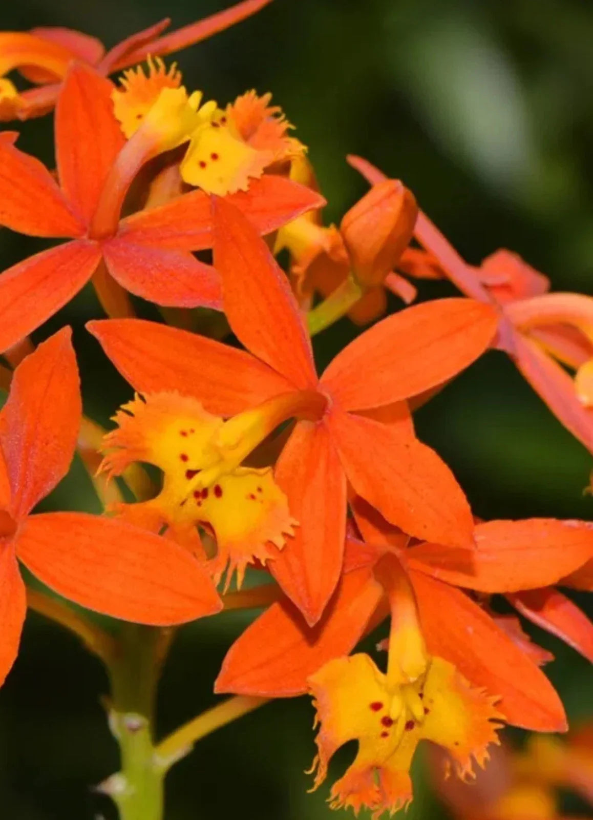 Bare Root Epidendrum radicans Orange Reed Stem Orchid Plant – Vibrant Orange Flowers, Easy to Grow, Tropical Orchid for Garden or Indoor