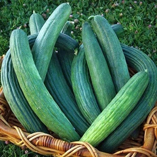 Armenian Dark Green Cucumber Seeds, Heirloom Non-GMO, Cucumis sativus, Vining, for Home Gardens & Containers