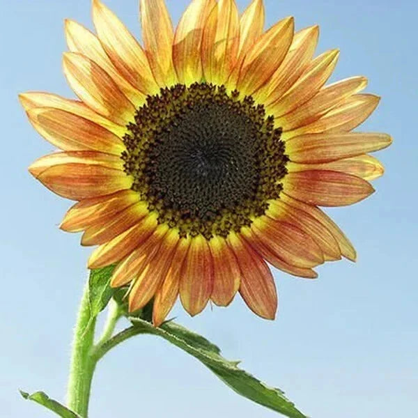 Santa Fe Sunset Sunflower Seeds - Organic Helianthus annuus, 10 Pack, Vibrant Yellow with Red Tips, Attracts Pollinators