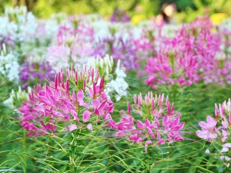 Spider Flower Seeds 300+ Pack | Cleome Spinosa Annual Pink & White Blooms | Non-GMO, Easy to Grow, Attracts Pollinators