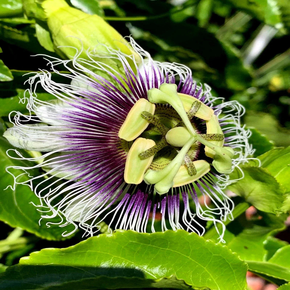 Purple Passion Fruit Seeds - Granadilla Vine - Passiflora edulis - Exotic Edible Garden Plant Seeds - 15 Seeds Packet